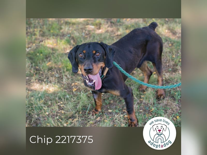 Chip 2217375 sucht ein Zuhause