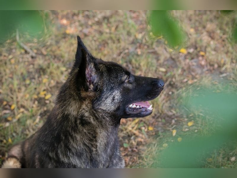 Chip 263755 sucht ein Zuhause