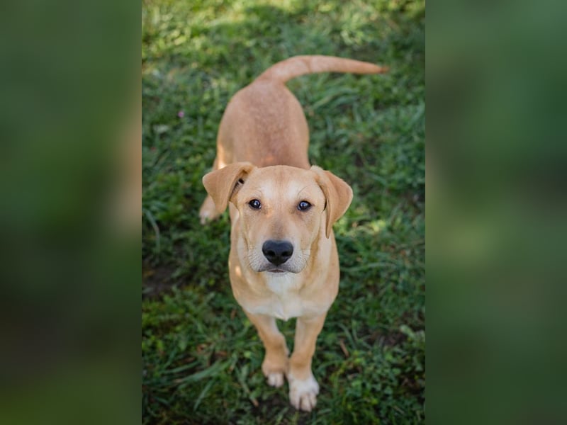 Chip 271243 sucht ein Zuhause