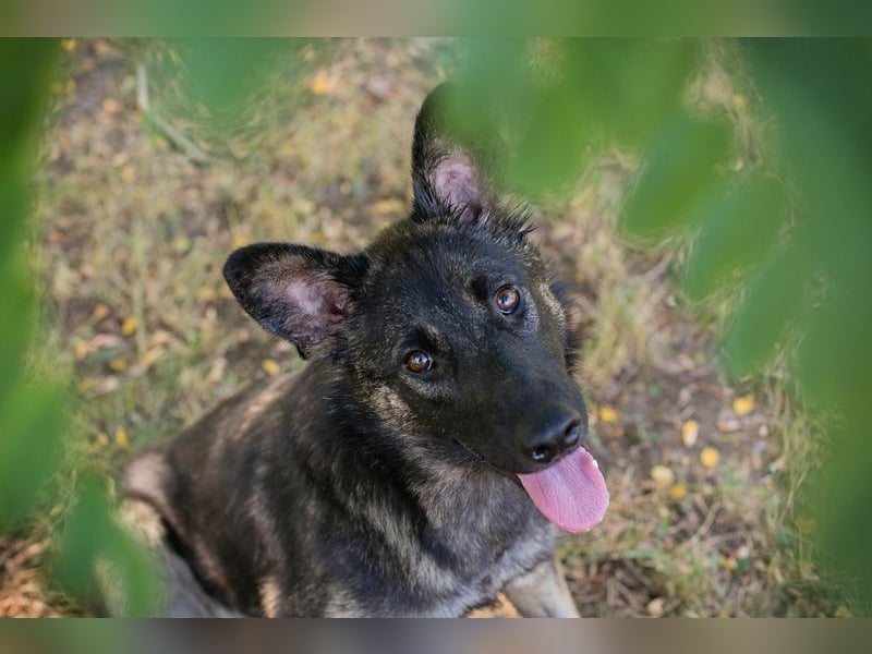 Chip 263755 sucht ein Zuhause
