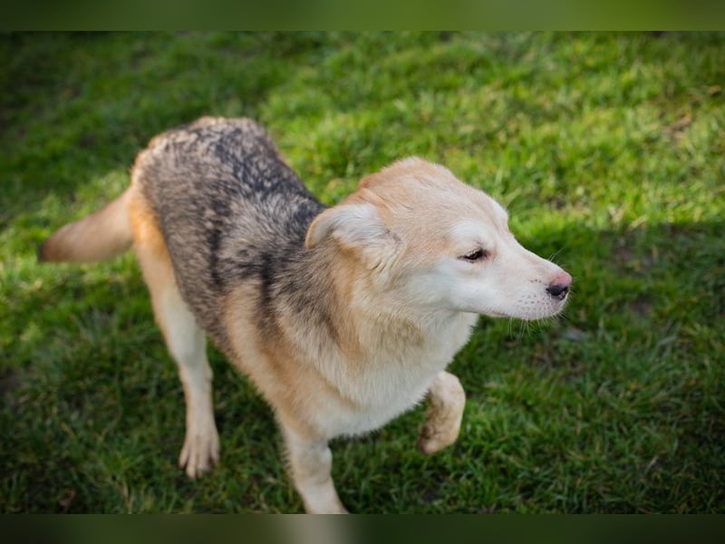 Viola sucht ein Zuhause