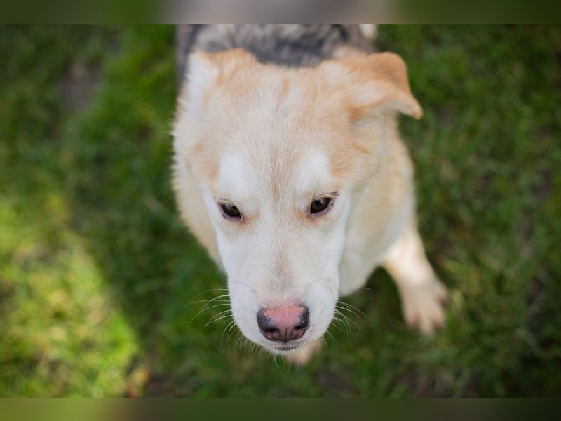 Viola sucht ein Zuhause