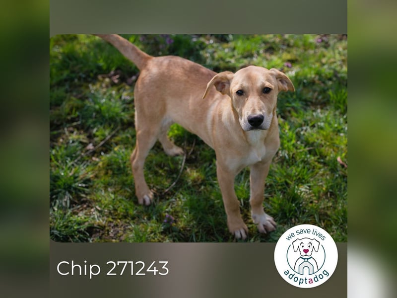 Chip 271243 sucht ein Zuhause