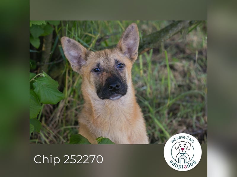 Nino 252270 sucht ein zu Hause