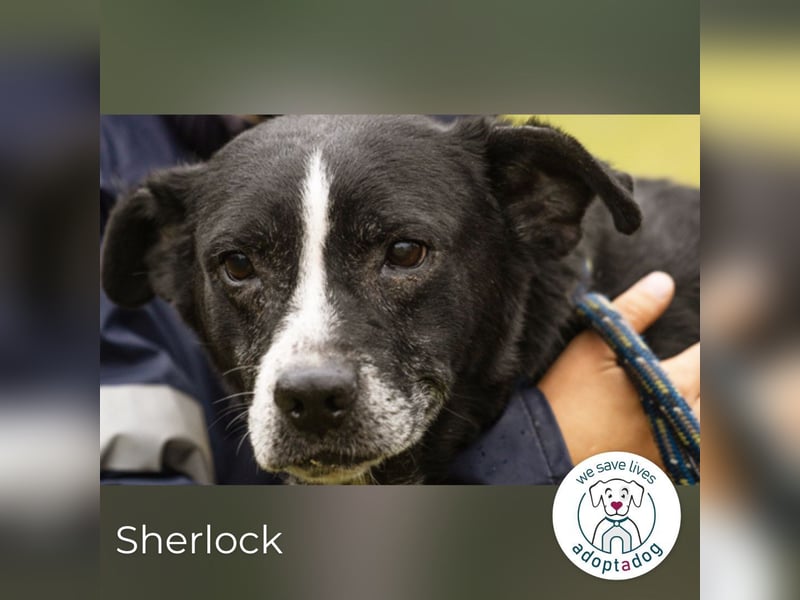 Sherlock: Ungebrochene Lebensfreude