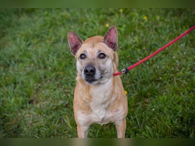 Chip 255040 sucht ein Zuhause