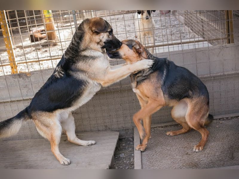 Stina – Königreich gesucht