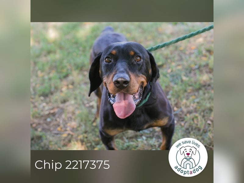 Chip 2217375 sucht ein Zuhause