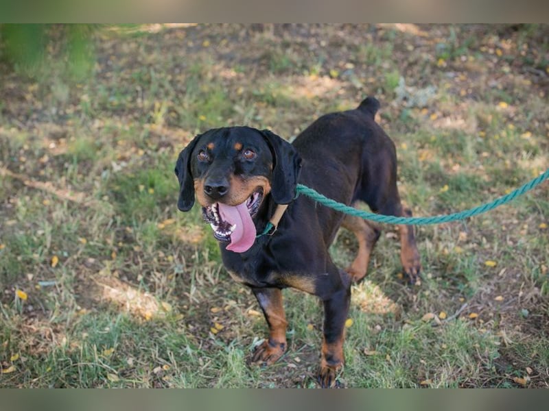 Chip 2217375 sucht ein Zuhause