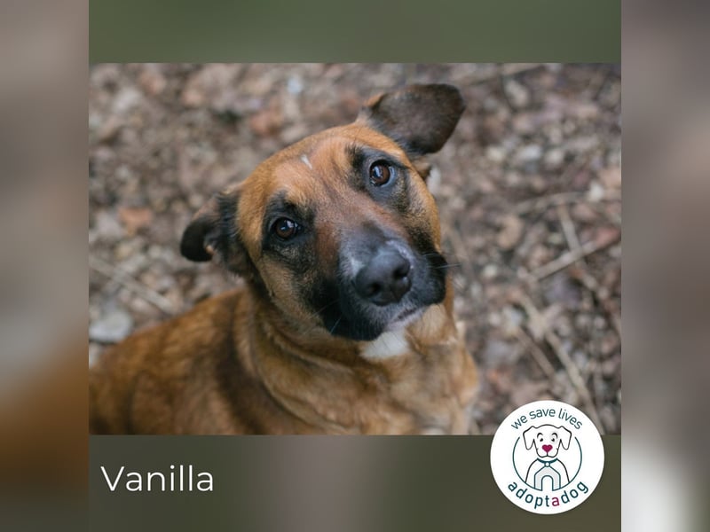 Vanilla sucht ein Zuhause