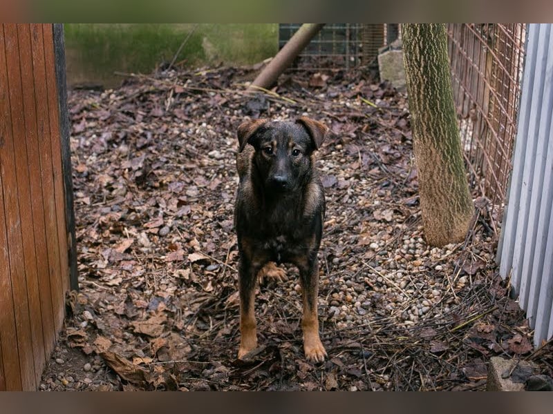 Duke: Jung und lebensfroh