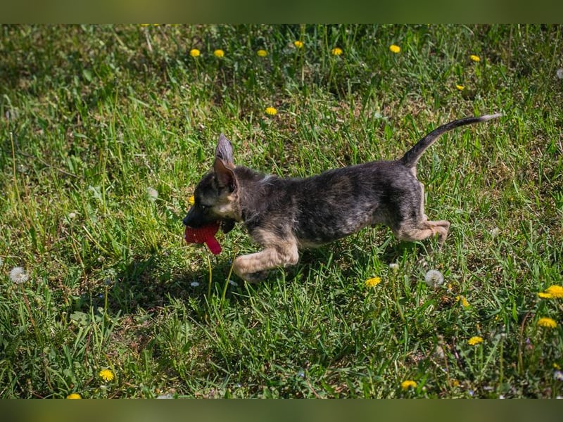 Chip 257991 sucht ein Zuhause