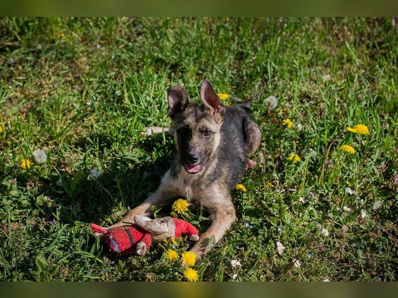 Chip 257991 sucht ein Zuhause