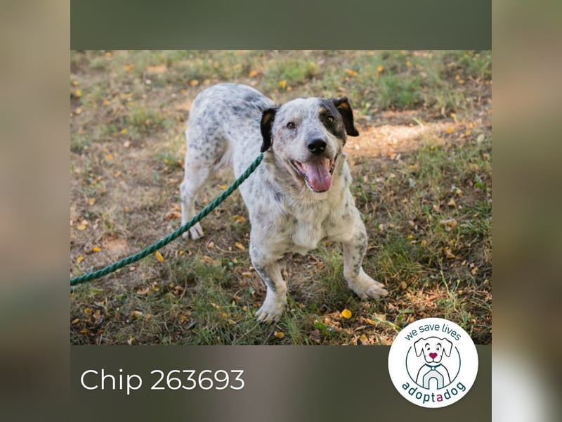 Chip 263693 sucht ein Zuhause