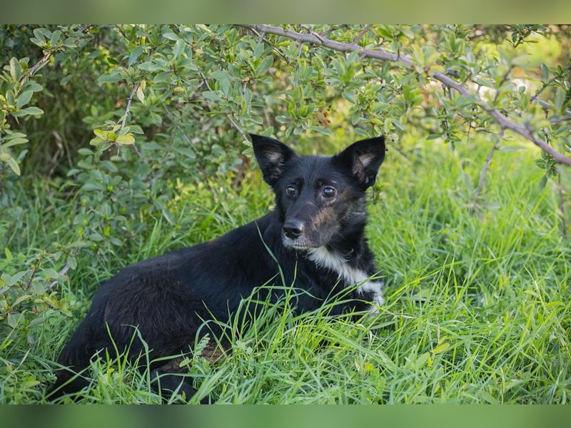 Rosie: sucht ein Zuhause