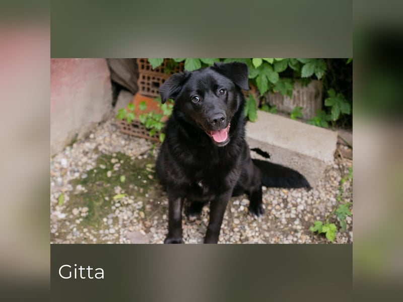 Gitta: Lebensfreude auf vier Pfoten