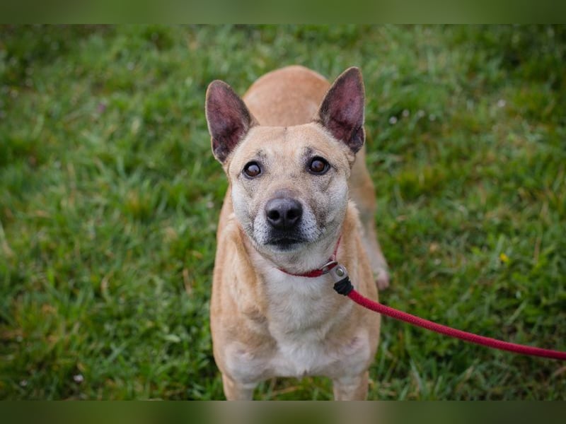 Chip 255040 sucht ein Zuhause