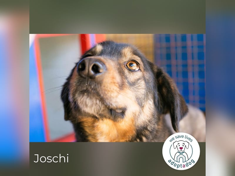 Joschi: Vertrauen durch Geduld