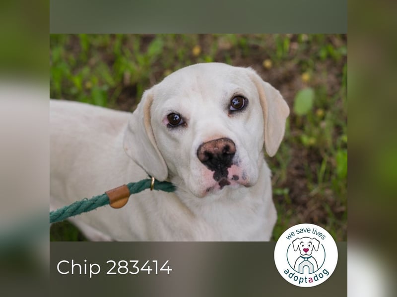 Chip 283414 sucht ein Zuhause