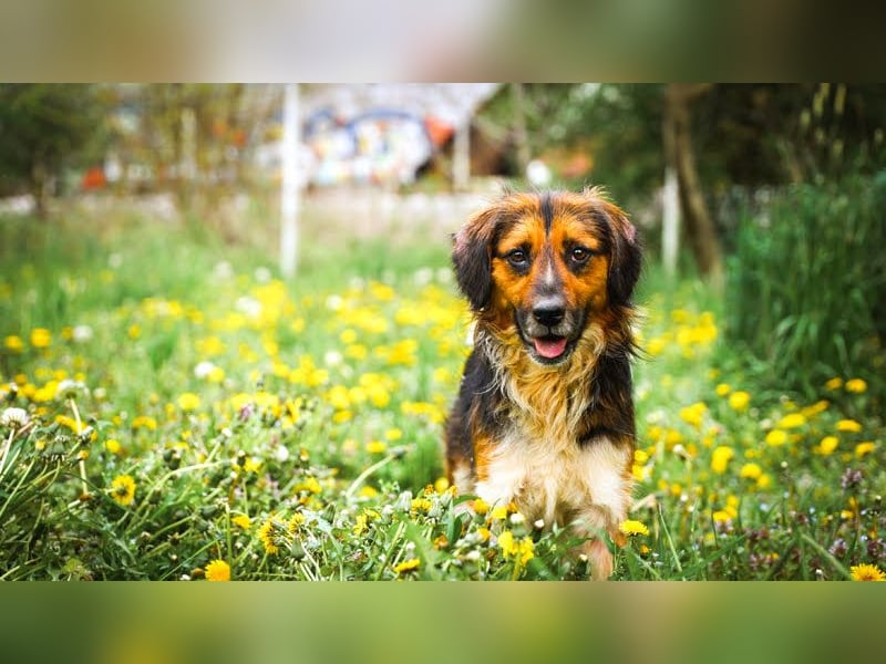 Namira: Fröhliche Seele sucht Heimat