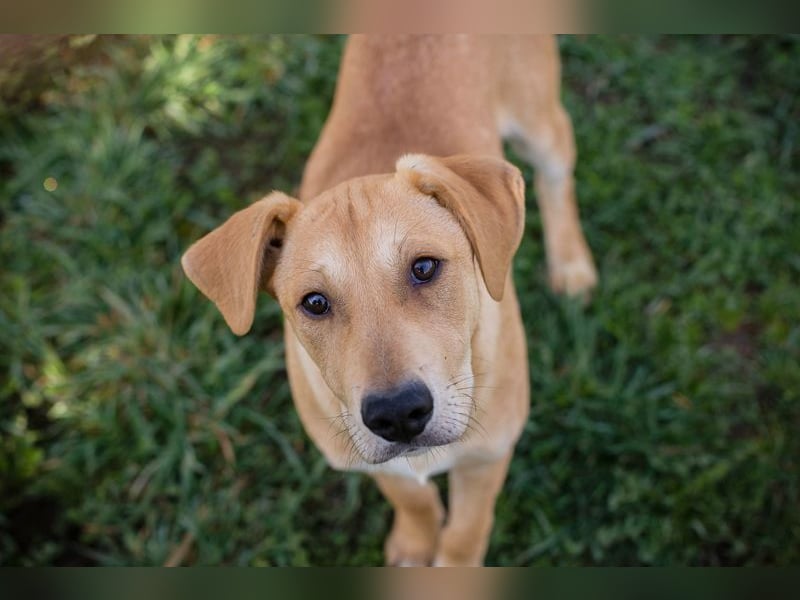 Chip 271243 sucht ein Zuhause