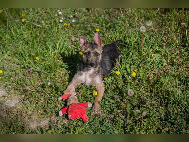 Chip 257991 sucht ein Zuhause