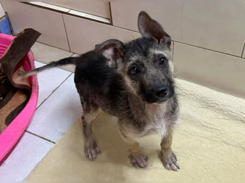 Chip 257991 sucht ein Zuhause