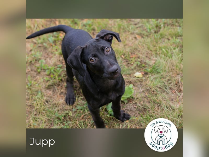 Jupp 261361 sucht DRINGEND ein zu Hause