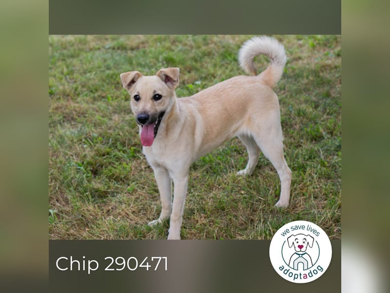 Chip 290471 sucht ein Zuhause