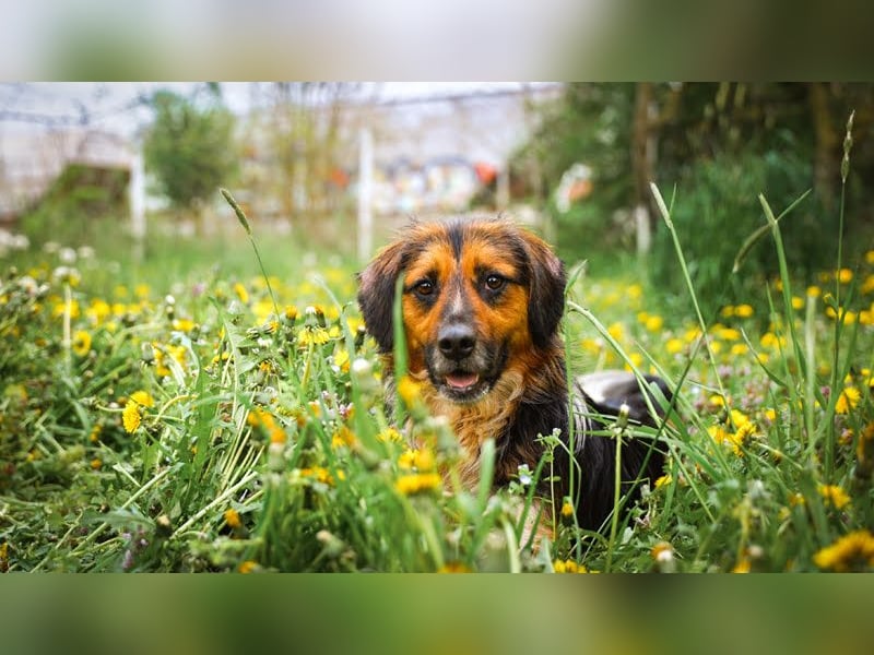 Namira: Fröhliche Seele sucht Heimat