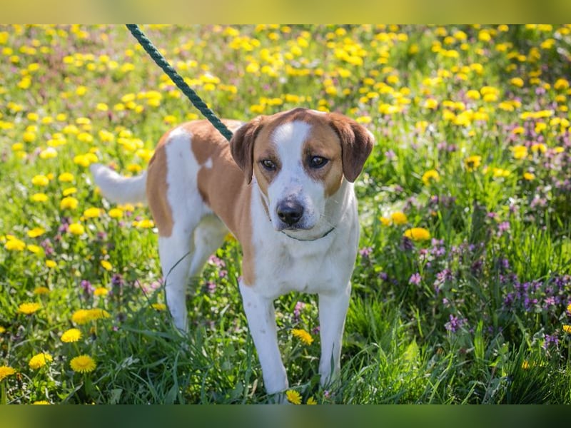 Mogli sucht ein Zuhause