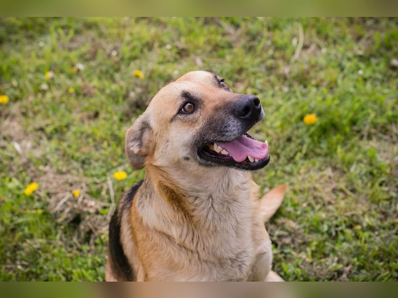 Chip 267225 sucht ein Zuhause