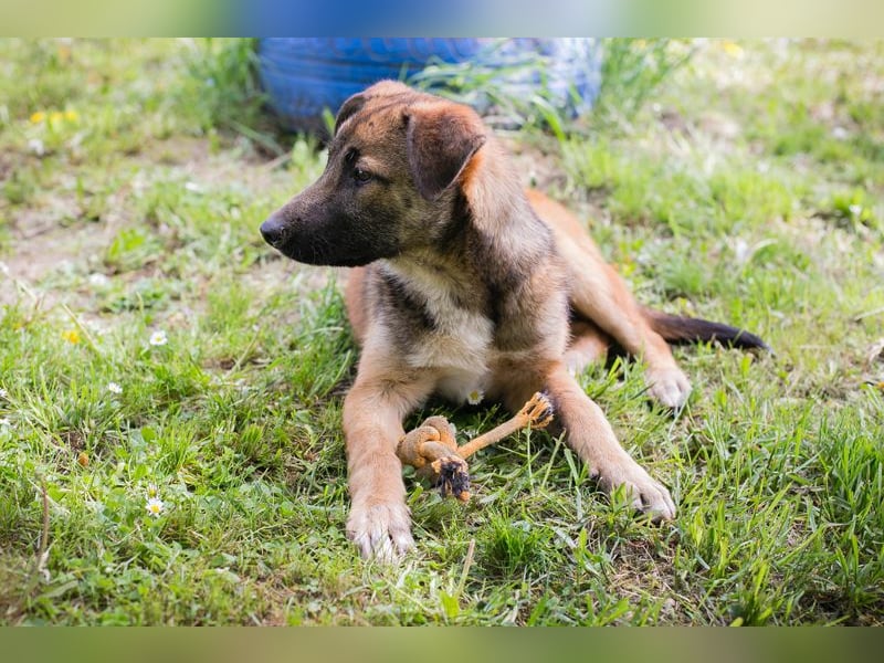 Chip 267512 sucht ein Zuhause