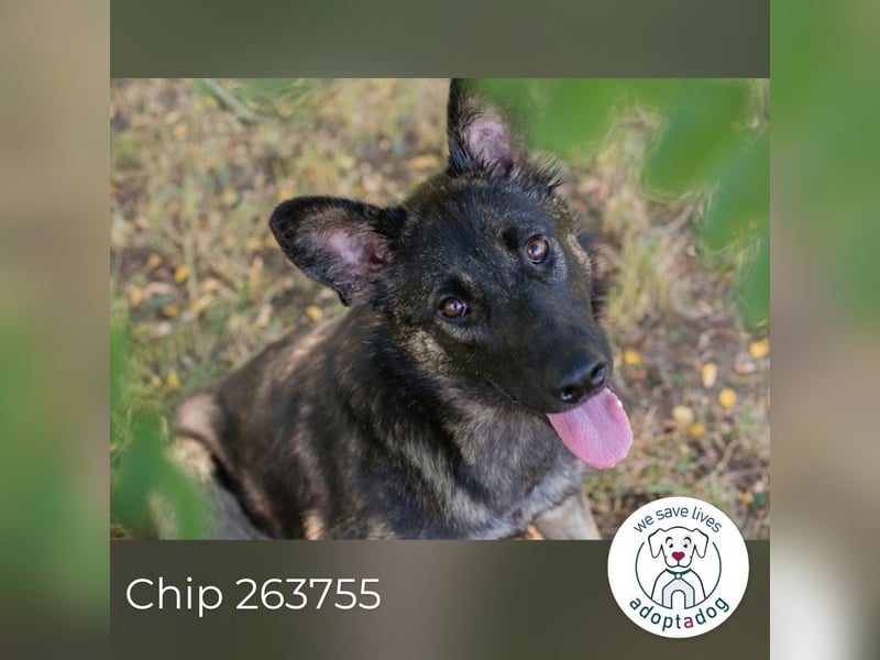 Chip 263755 sucht ein Zuhause