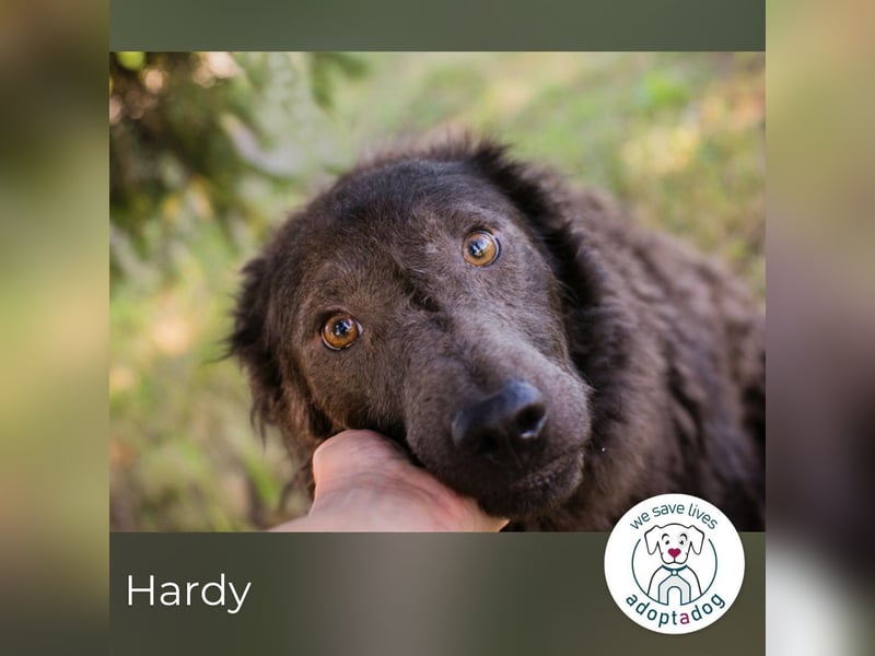Hardy: Sensibler Rüde sucht Halt