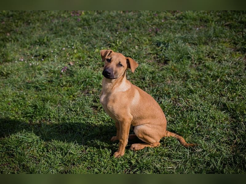 Chip 271274 sucht ein Zuhause