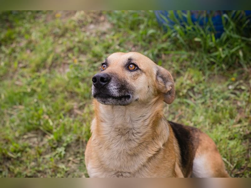 Chip 267225 sucht ein Zuhause