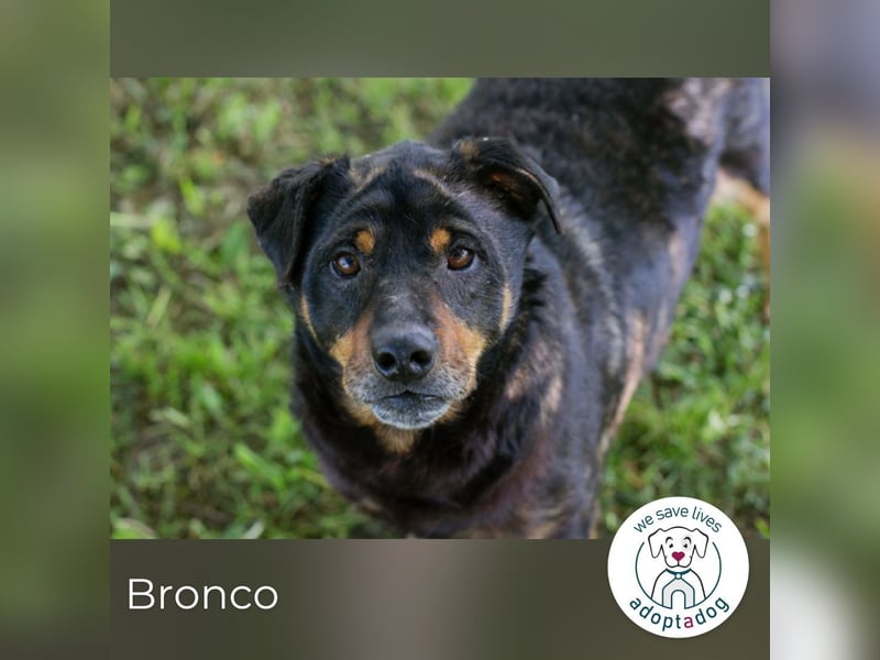 Bronco sucht ein Zuhause