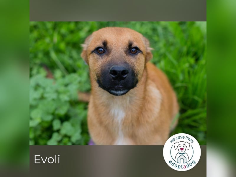 Evoli sucht ein Zuhause