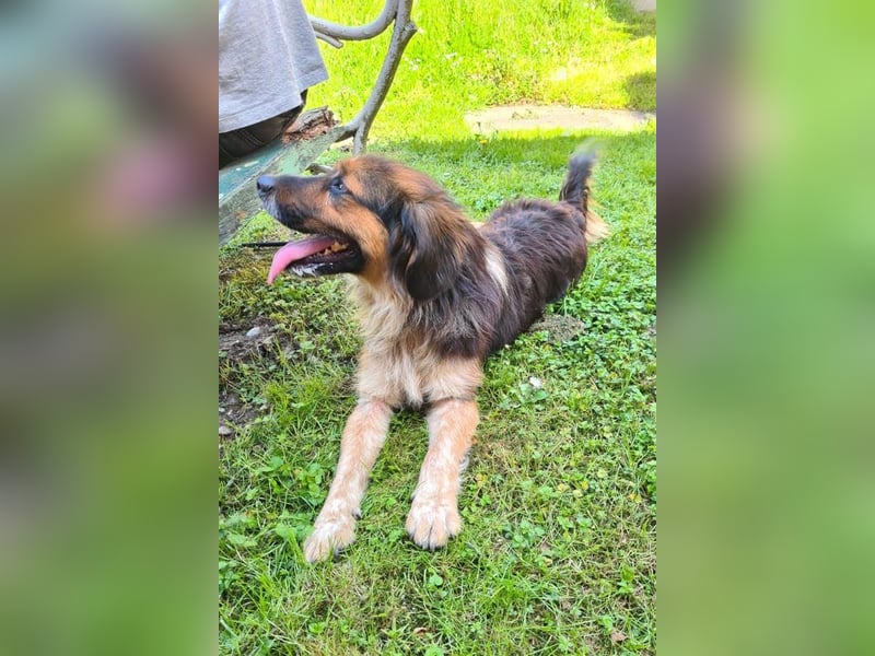 Namira: Fröhliche Traumhündin sucht liebevolles Zuhause