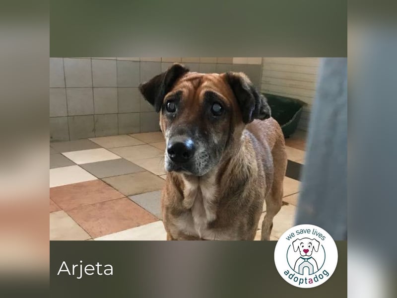 Arjeta: Treue Begleiterin an deiner Seite