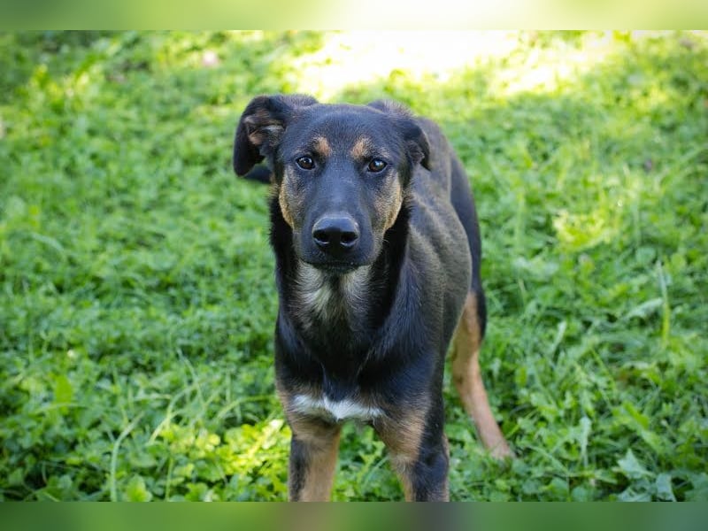 Darcy – Sensible Seele auf der Suche nach Lieblingsmenschen