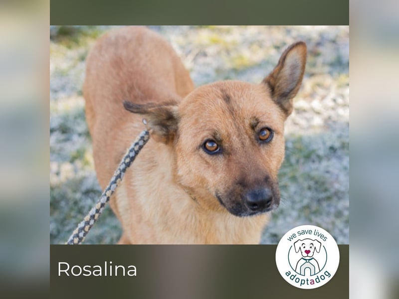 Rosalina: Ein zartes Herz sucht Ruhe