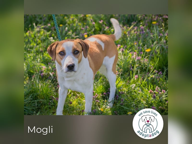 Mogli sucht ein Zuhause