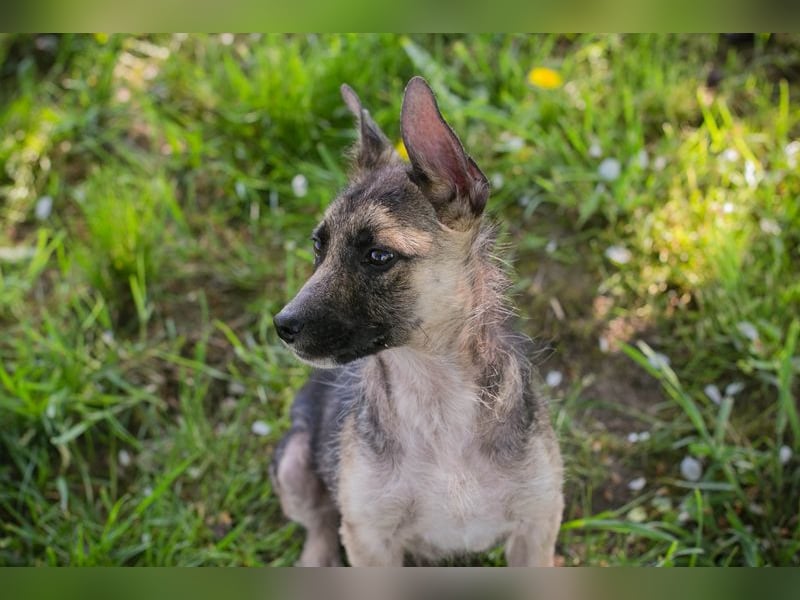 Chip 257991 sucht ein Zuhause