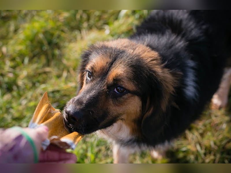 Namira: Fröhliche Seele sucht Heimat