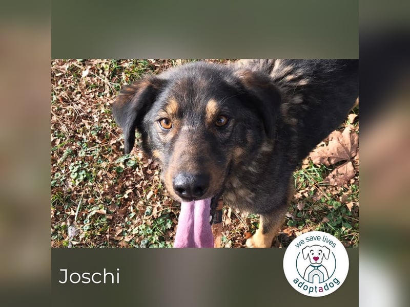 Joschi: Vertrauen durch Geduld