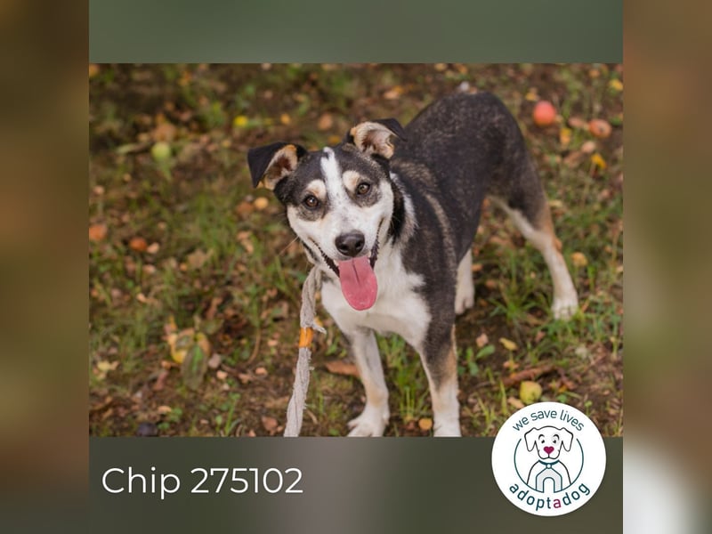 Chip 275102 sucht ein Zuhause