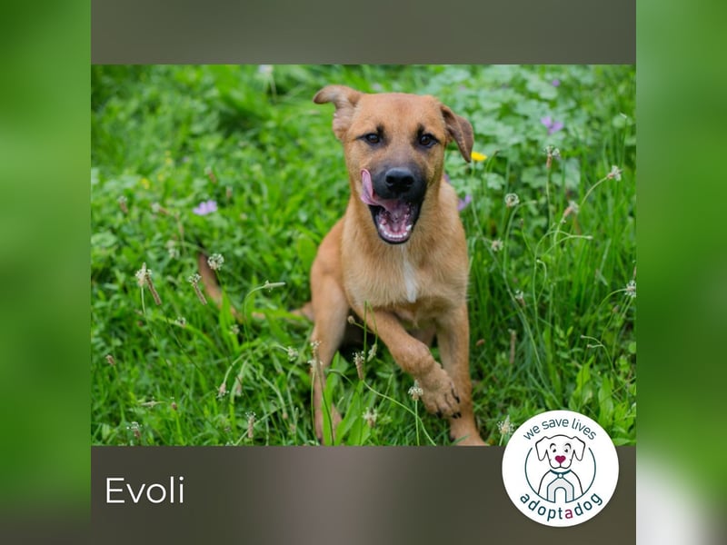 Evoli sucht ein Zuhause