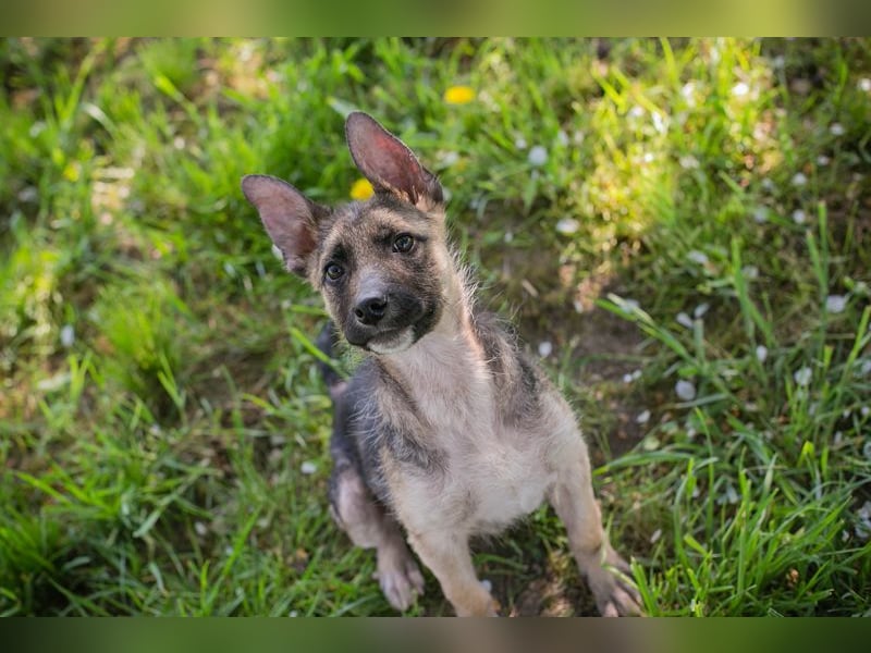 Chip 257991 sucht ein Zuhause